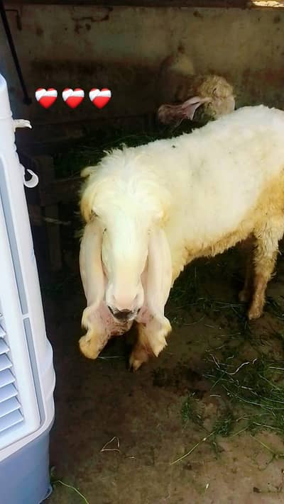 Pure kajli for sale