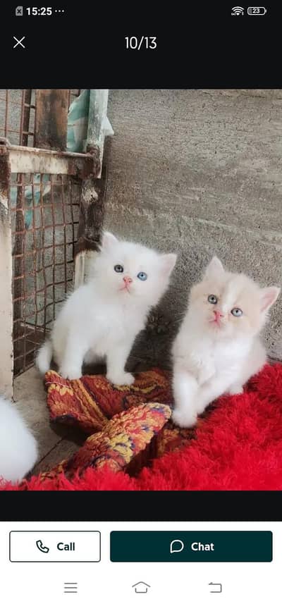 person cat food for sale male or my WhatsApp number 03214390746
