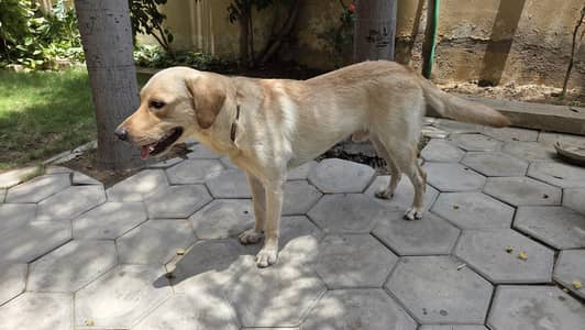 male labrador