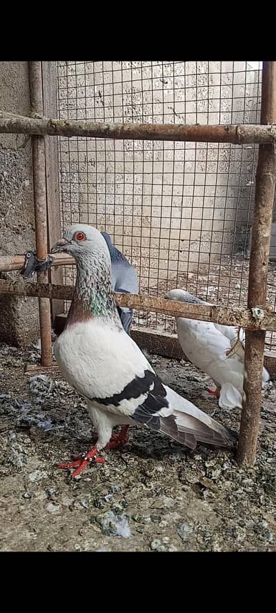 Chitta Jangla Pair