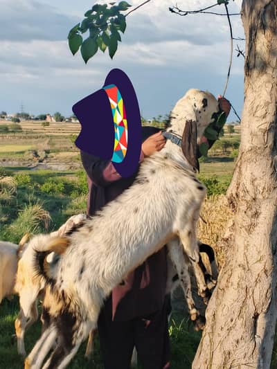 Beautiful Qurbani Goat Available | Healthy & Active | Ghar Ka Pala Hua