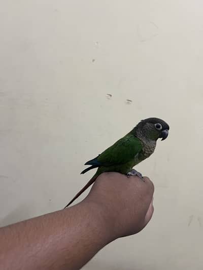 Green chick conure for sale fly tame and hand tame