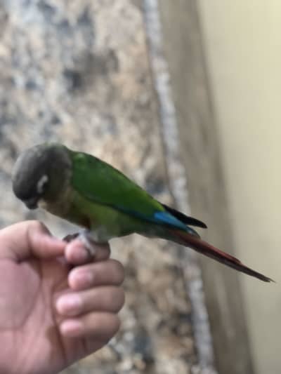 Green chick conure for sale fly tame and hand tame