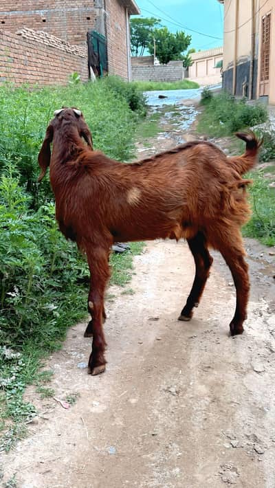 Betal bakra