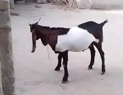 Qurbani ka Bakra