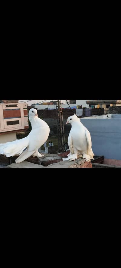white fantail