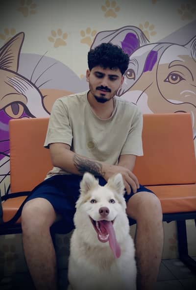 Siberian Husky Female 5 Months Old