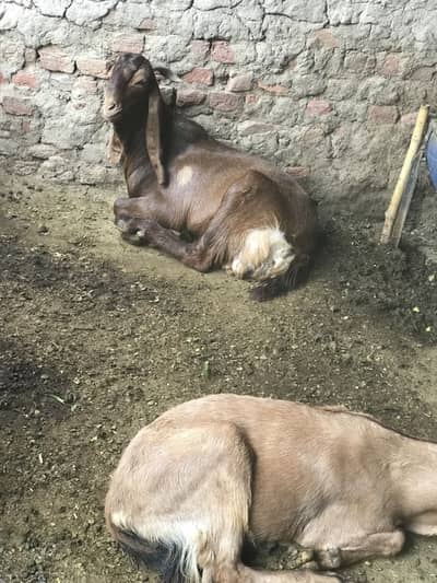 Qurbani bakra for sale