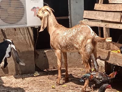 Makhi chena breeder n kajla sheeps