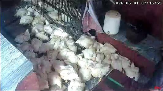chicken shop