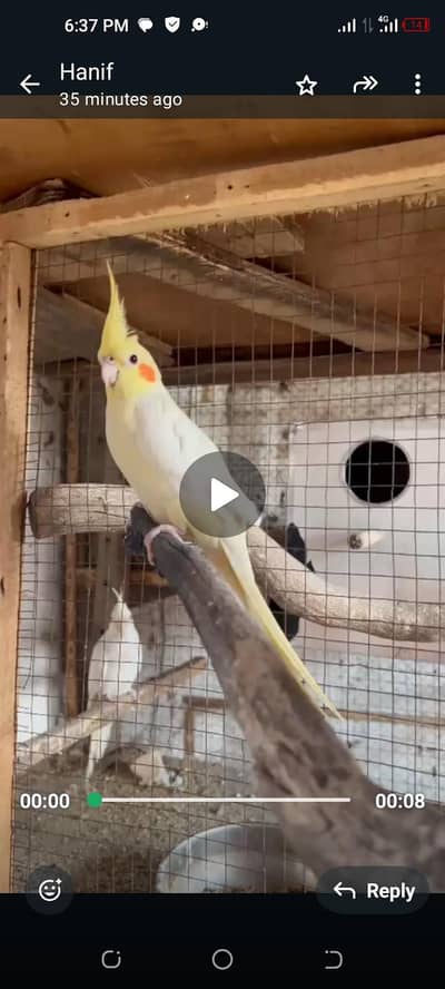 coman White red eyes breeder female flying nhi ha