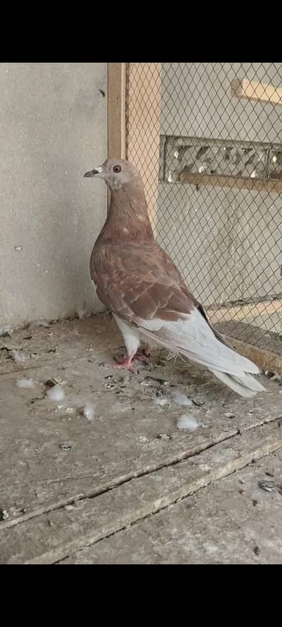 1 male kabooter healthy active
