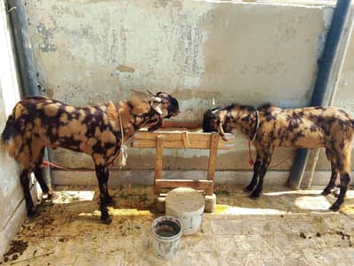 bakra pairs