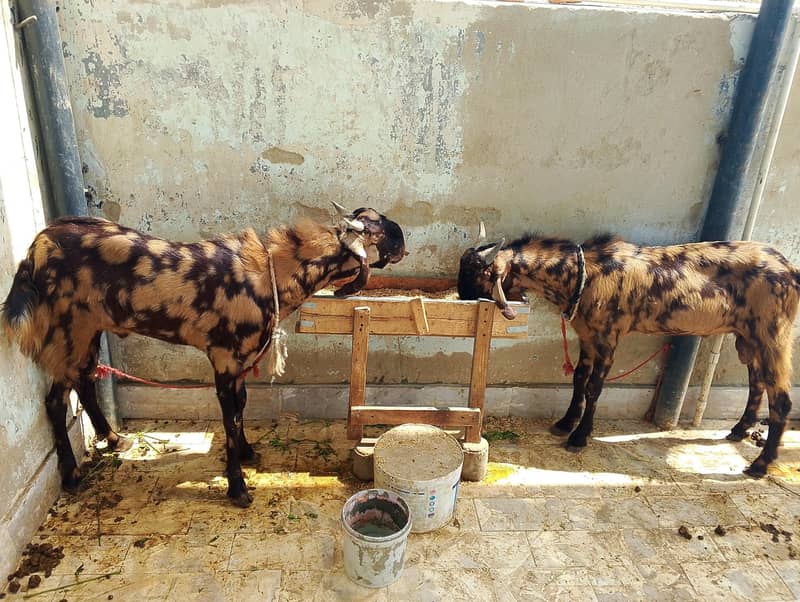 bakra pairs 0