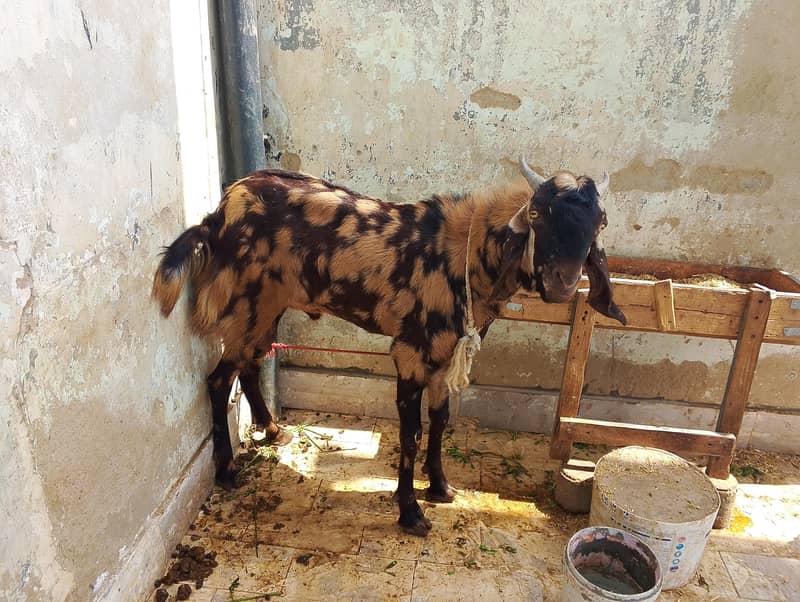 bakra pairs 1