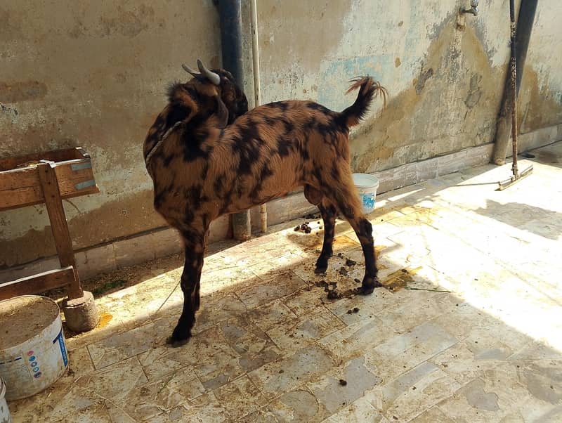 bakra pairs 2