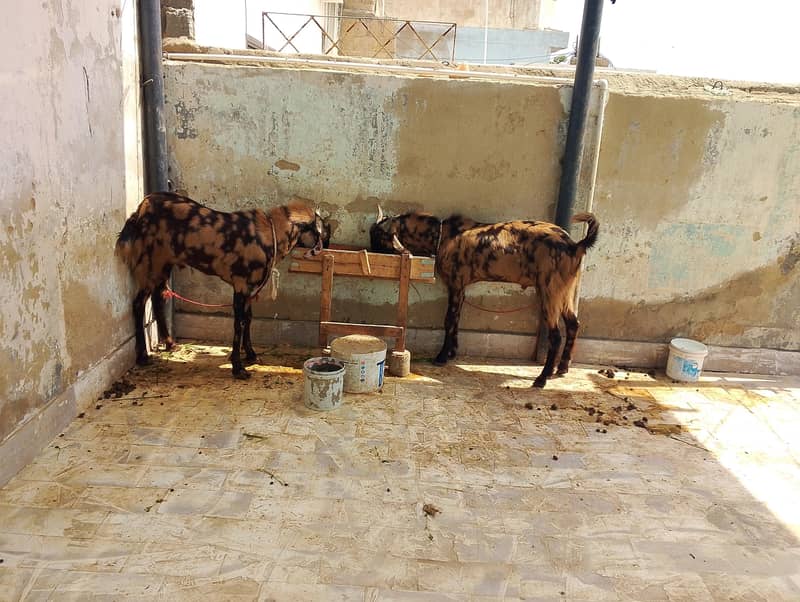 bakra pairs 3