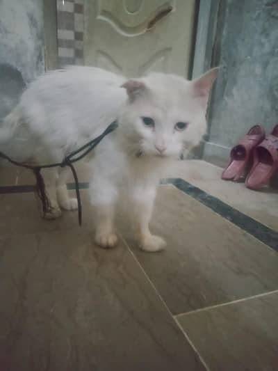 Male Cat fully grown