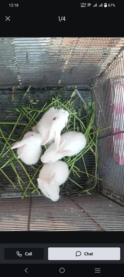 rabbits weight red eyes