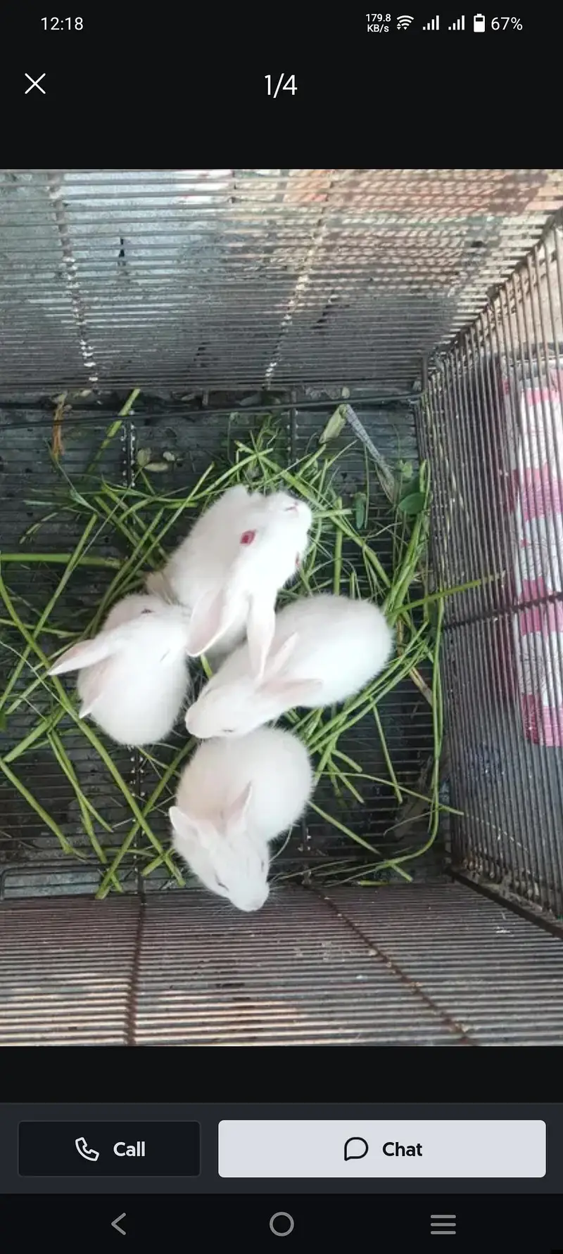 rabbits weight red eyes