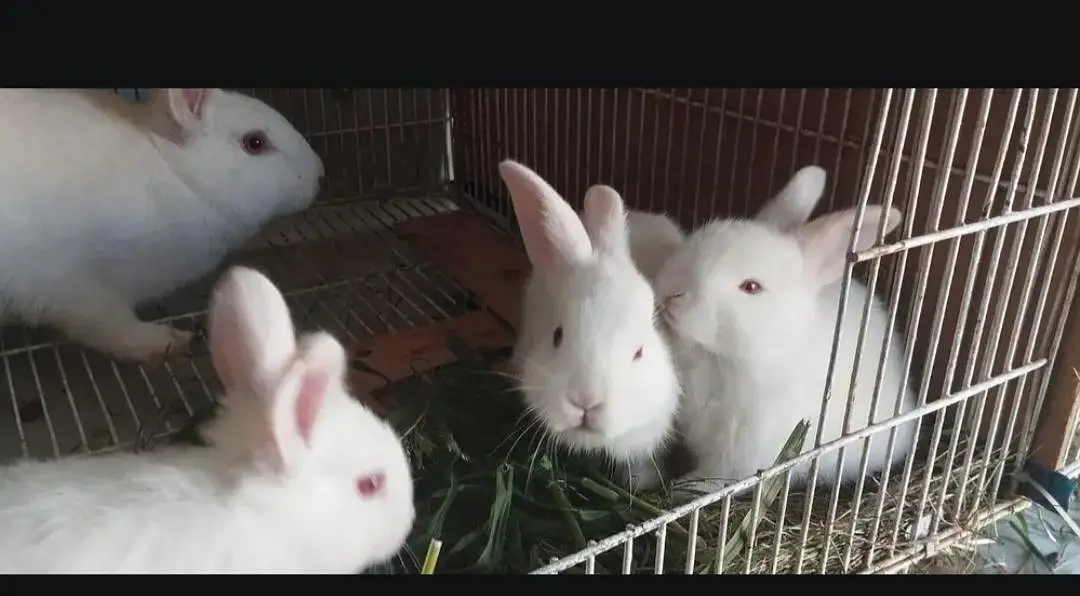 rabbits weight red eyes — photo 2