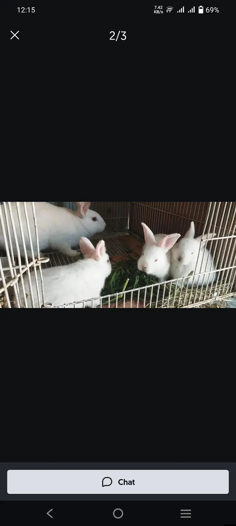 rabbits weight red eyes — photo 3
