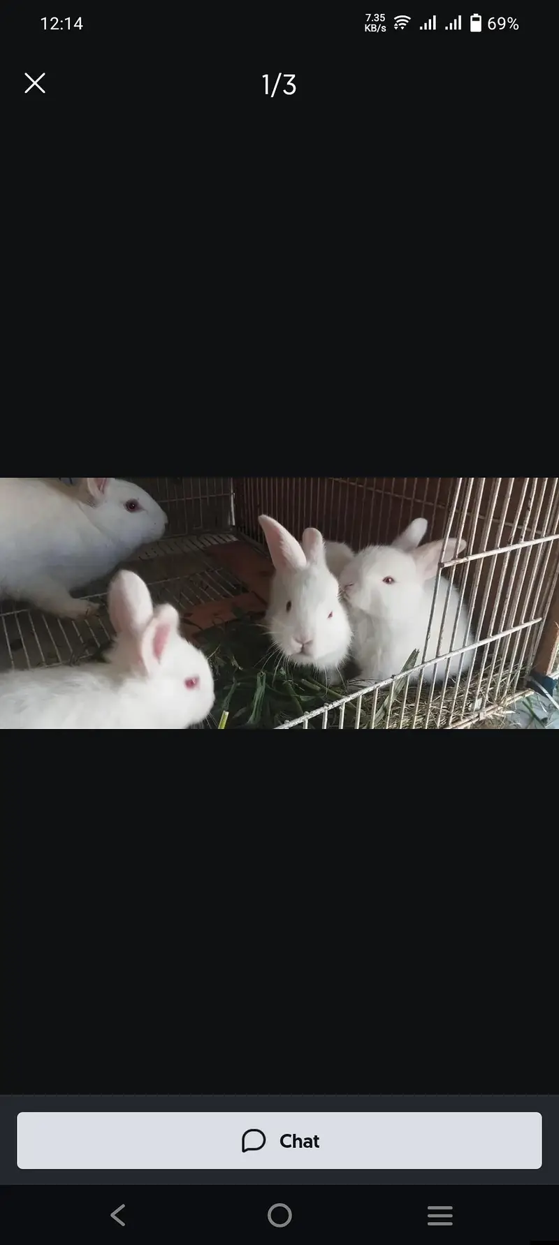 rabbits weight red eyes — photo 4