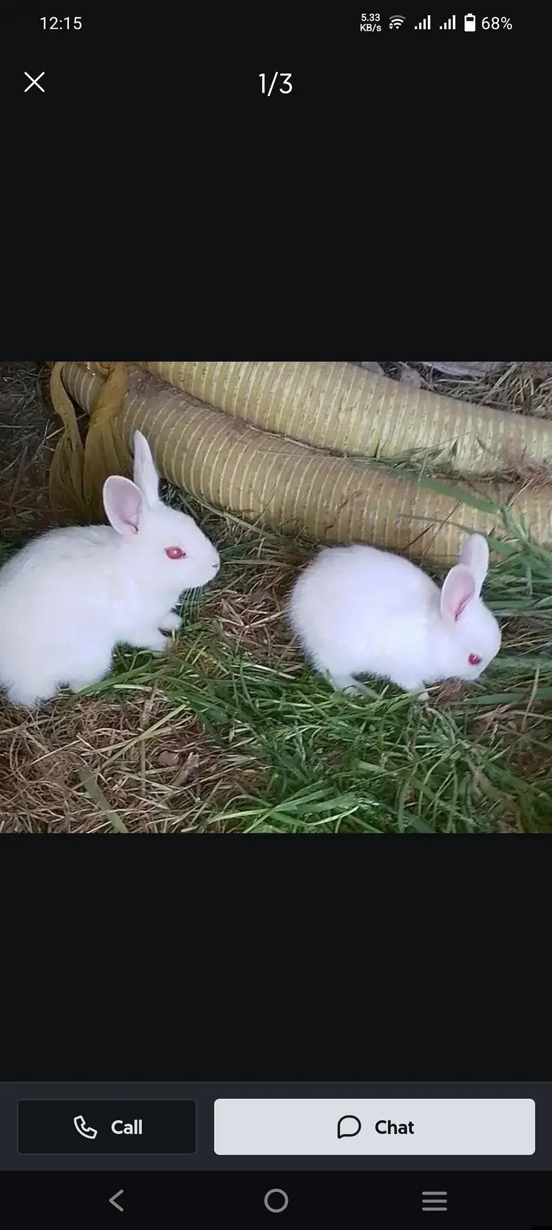 rabbits weight red eyes — photo 5