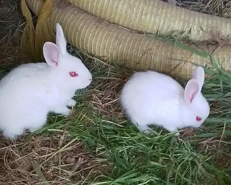 rabbits weight red eyes — photo 6