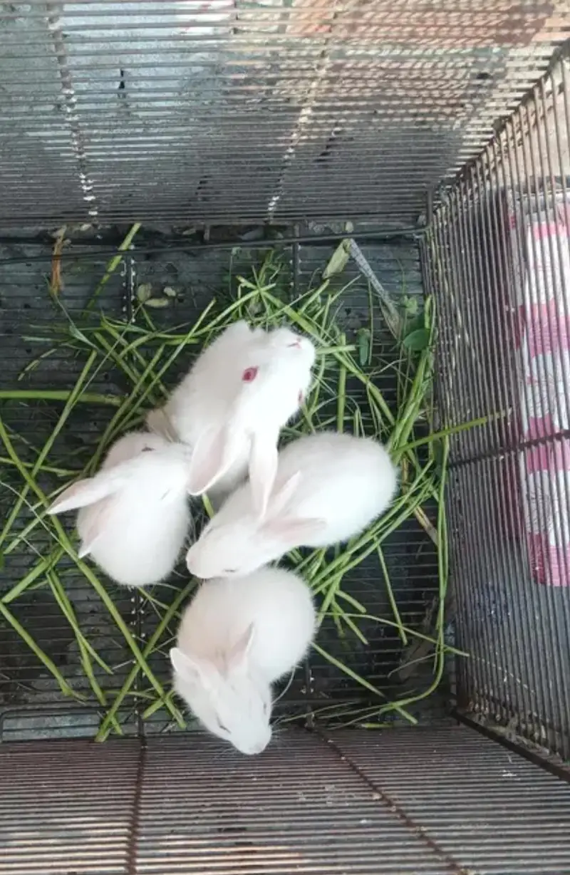 rabbits weight red eyes — photo 7