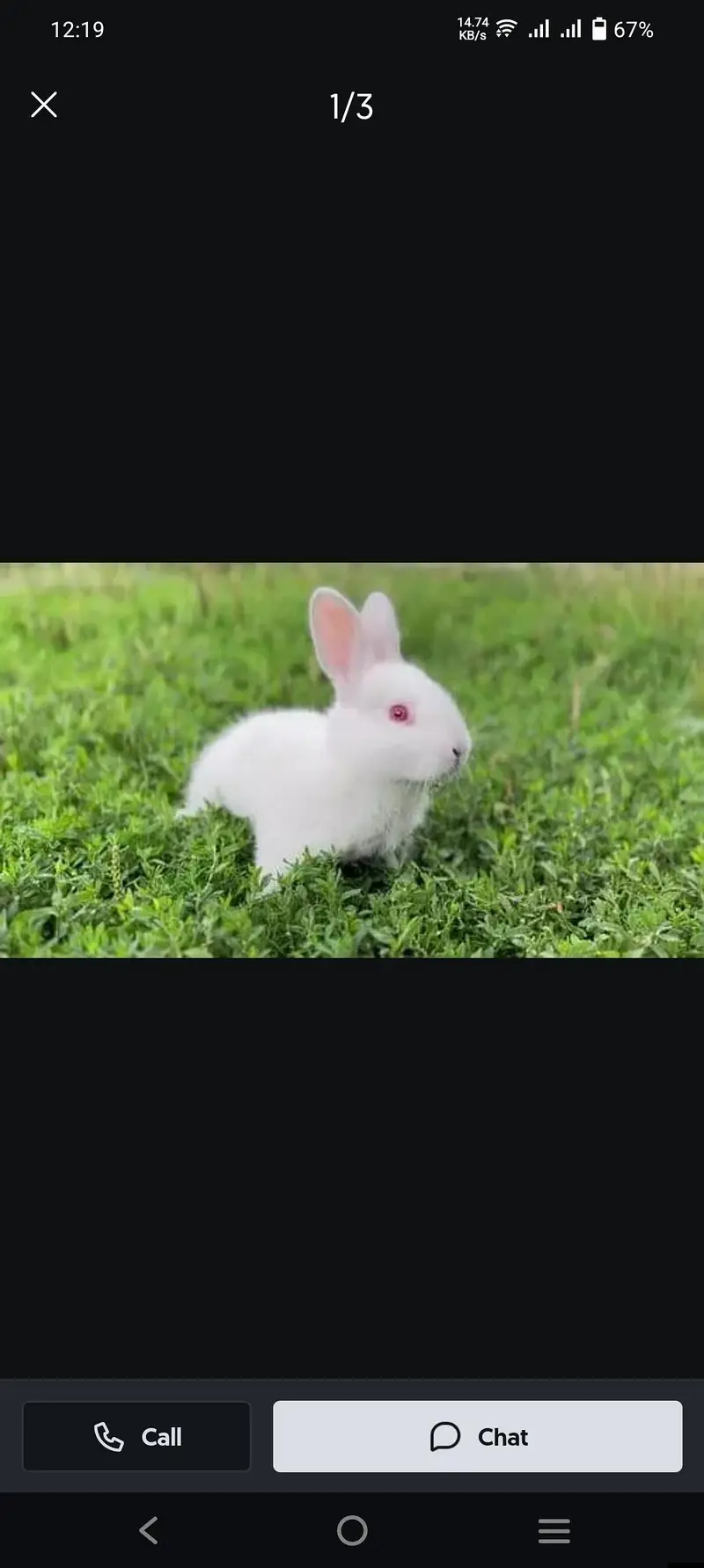 rabbits weight red eyes — photo 8