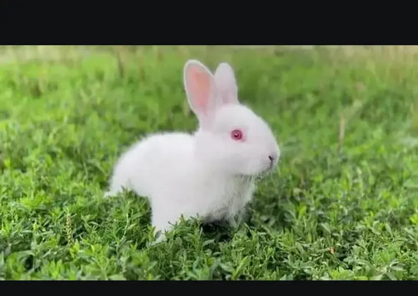 rabbits weight red eyes — photo 9
