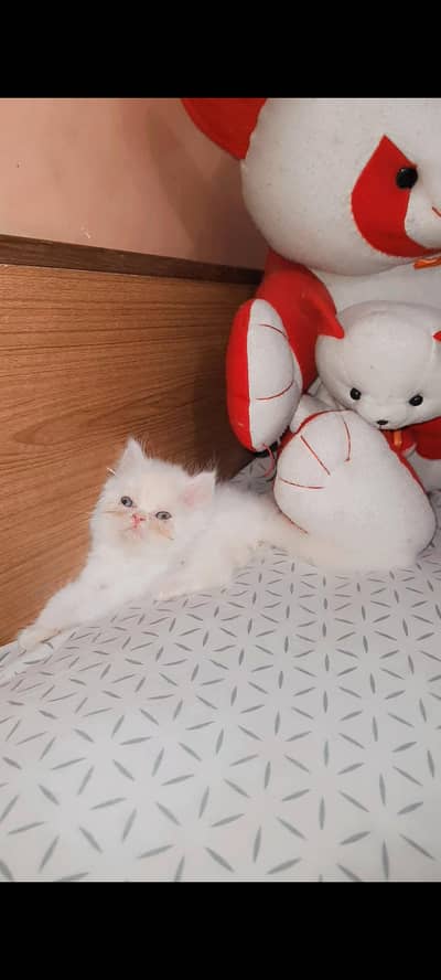 Persian Kitten male  piki bloodline
