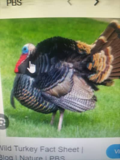 Turkey birds