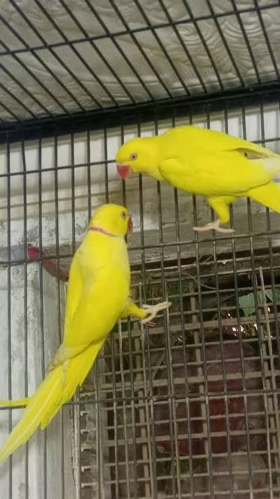 breedar pair