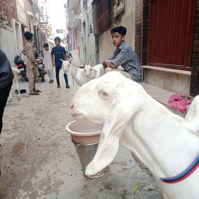 Qurbani ke bakray dumba 2 dant