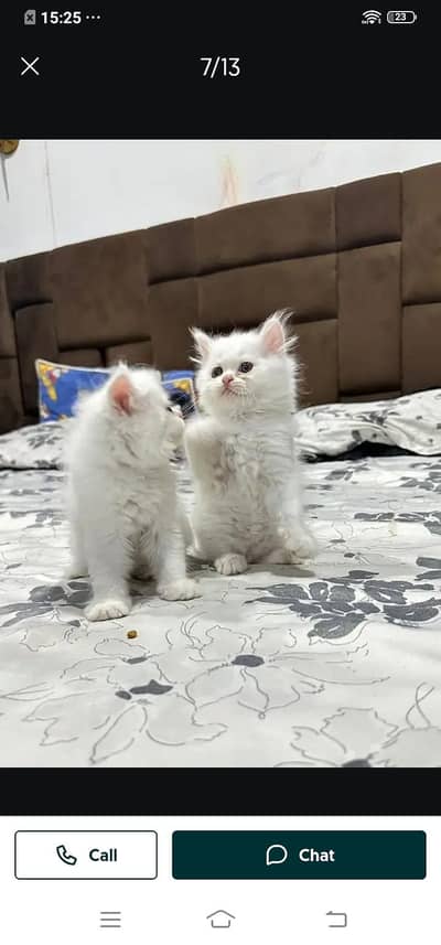 Persian cat for sale male or female my WhatsApp03314372136