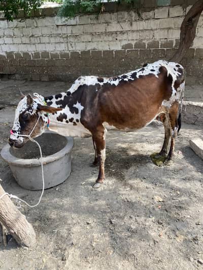 Cow for sale