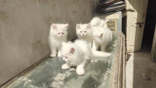 5 bhalo kittens for sale 8000 each