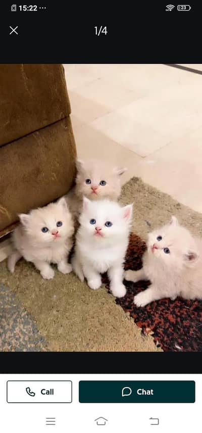 Persian cat for sale male or female my WhatsApp03314372136