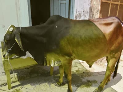قربانی کے خواہشمند