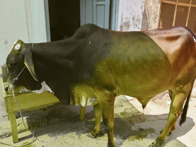 قربانی کے خواہشمند 0