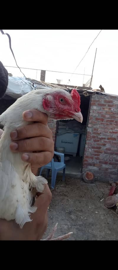 Pepper White Heera Madi Blue Eyes Healthy Active 03706073028