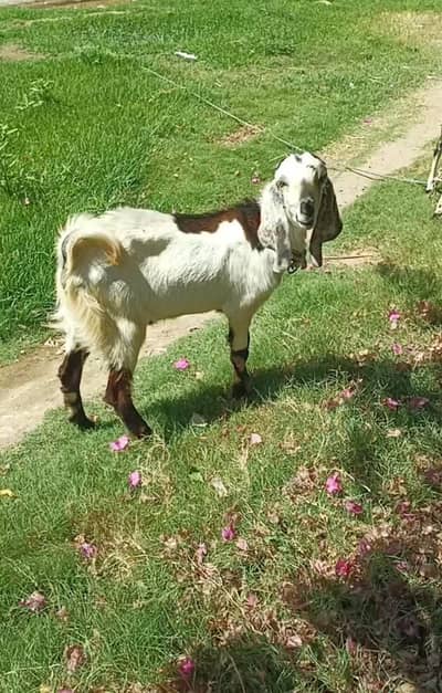 Bakra for sale