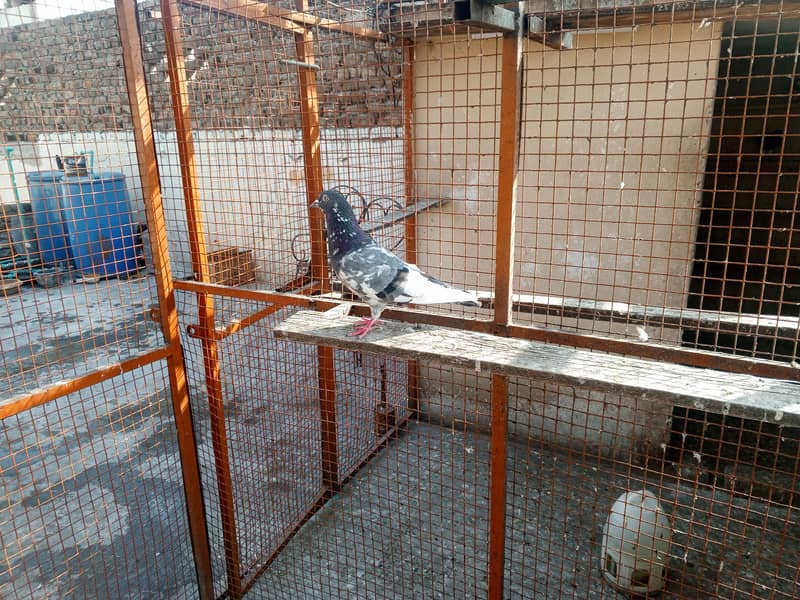 for sell 2