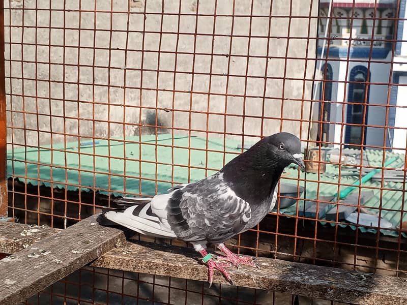 for sell 3