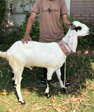 2 dant khassi bakra for qurbani