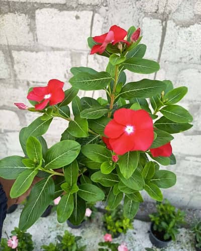 vinca