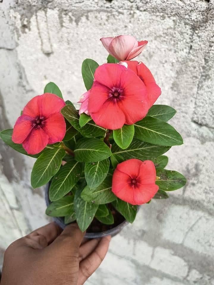 vinca 1