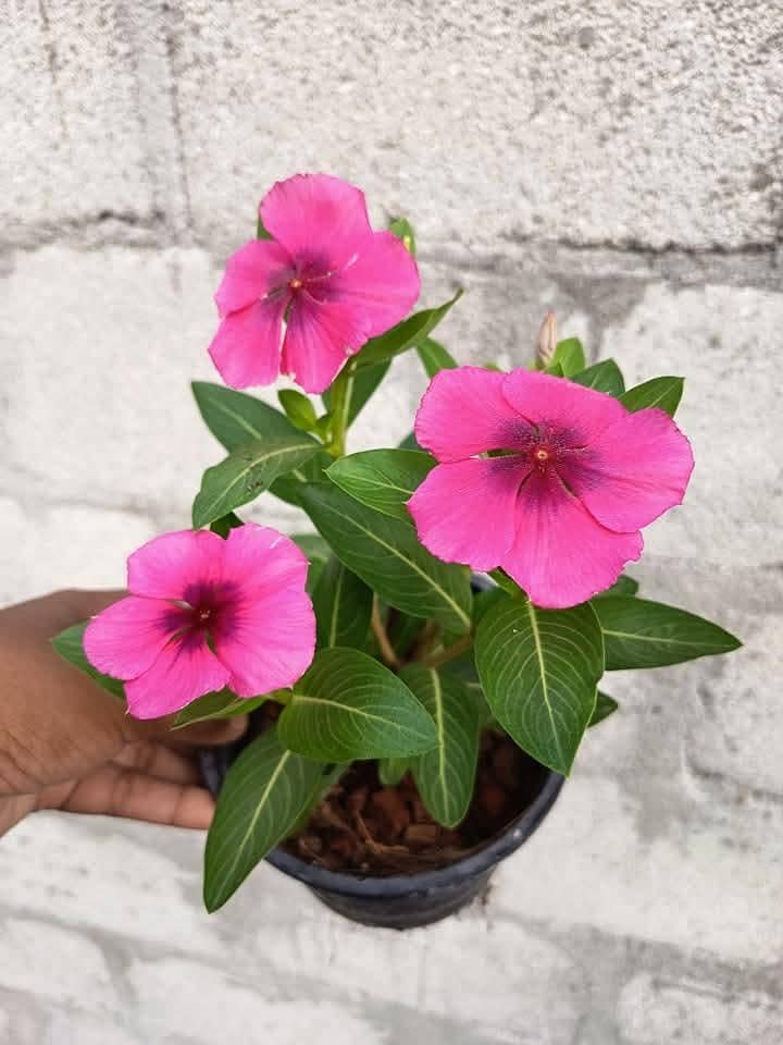 vinca 2
